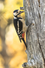 Great Spotted Woodpecker.