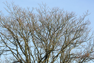 Branches of naked trees