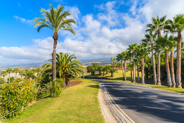 Fototapeta na wymiar Palm trees along a road in tropical landscape of Tenerife, Canary Islands, Spain