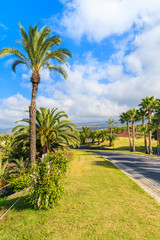 Fototapeta premium Palm trees along a road in tropical landscape of Tenerife, Canary Islands, Spain