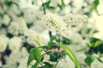 spring floral blur background, blooming cherry tree, toned