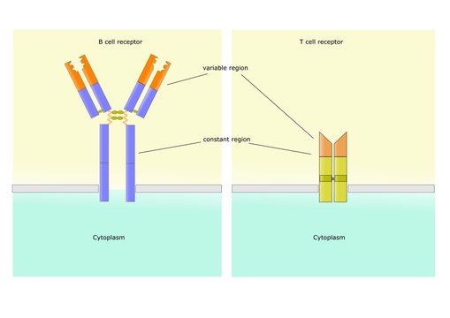 recettori immunologici delle cellule B e delle cellule T
