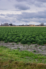 Fototapeta na wymiar field of kale or farmers cabbage