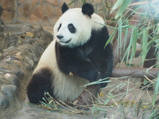 Fototapeta premium Giant Panda in Chengdu Sichuan province China