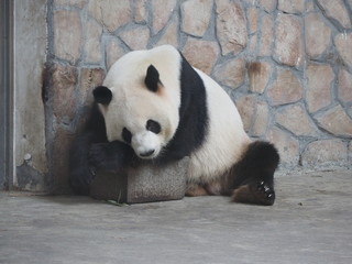 Fototapeta premium Giant Panda in Chengdu Sichuan province China