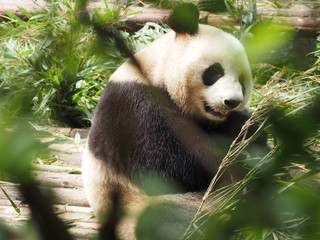 Giant Panda eating bamboo in Chengdu Sichuan province China