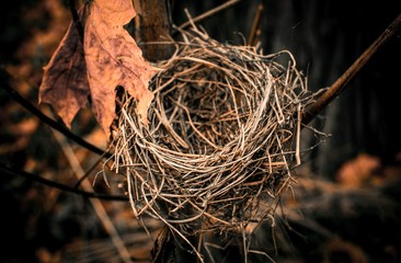 Autumn. The park is on a bush hanging empty bird's nest.
