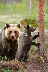 Mother bear with her cub