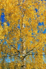Yellow birch leaves in the Autumn