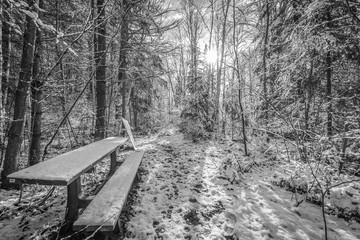 A snow covered bench in the woods along a walking trail.  Foot path in winter woods. Fresh fallen snow with backlit trees on winter day.