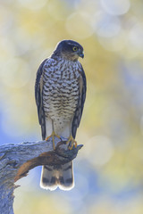 Eurasian sparrowhawk
