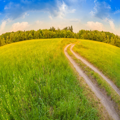Beautiful summer landscape with field of green grass and perfect sky