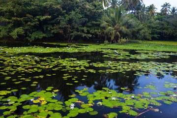 Beautiful water lilies