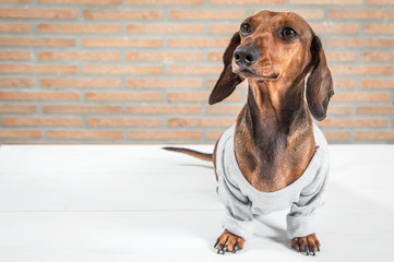 Red dachshund dog with gray shirt