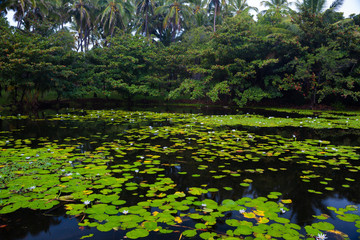 Beautiful water lilies
