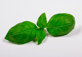 Green fresh basil isolated on white.