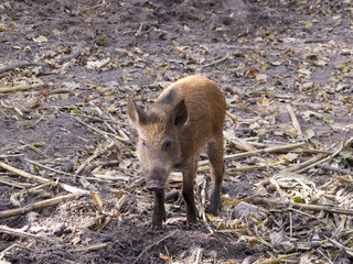 young  boar  wild