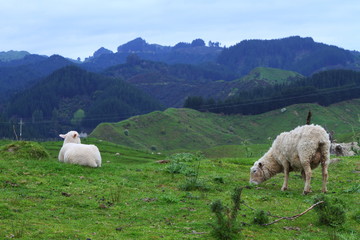 Obraz premium Green pastures and sheep