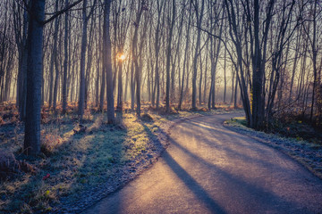 Road in a forest at the sunrise