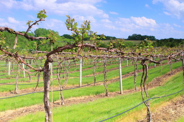 Obraz premium Nebraska vineyard