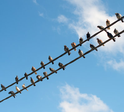 Pigeons sitting on wires like musical notes.