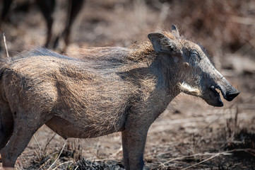 Wildschwein im afrikanischen Busch