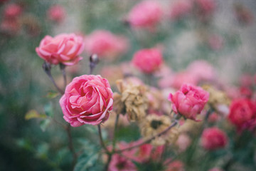 Beautiful roses in the rose bush