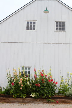 White barn and flowers