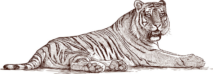 tiger lying