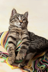 Striped kitten lying on the scarf, colored background