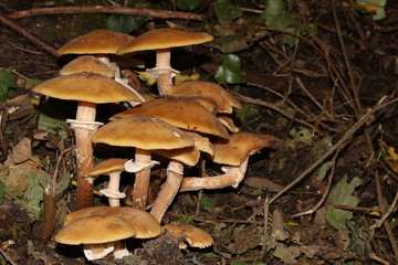 Stockschwämmchen auf Baumstumpf, Kuehneromyces mutabilis