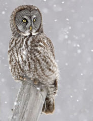 Great Gray Owl staring at viewer