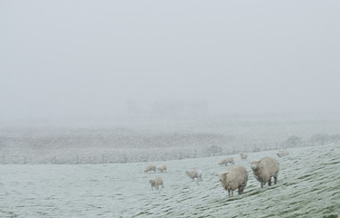 Several sheep on a North Sea shore seem to be lost in a snow storm in Husum, Germany