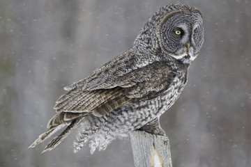 Great Gray Owl, Strix nebulosa, in winter