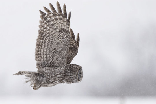 Great Gray Owl, Strix nebulosa, wings in flight