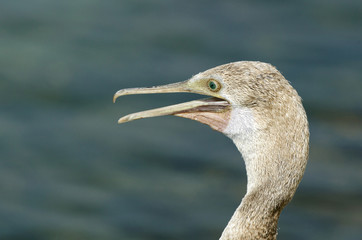 Closeup of Juvenile Socotra cormorant