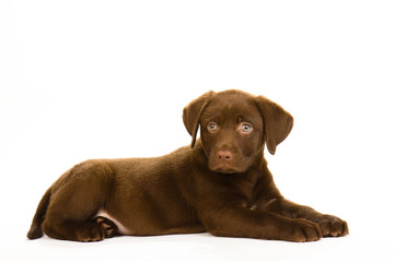 brown puppy labrador lying down