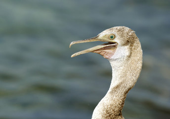 Closeview of Socotra cormorant  