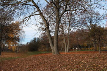 Autumn Park