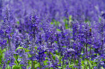 Purple lavender flowers