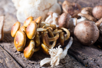 Fresh fungus mushrooms wild