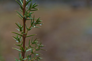 Background with evergreen juniper branch.