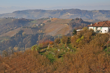 Noccioleti in autunno a Sinio,  Langhe - Piemonte