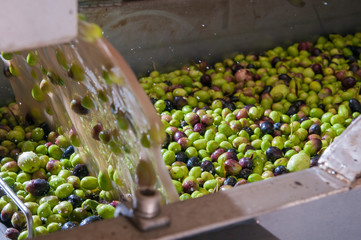 The process of olive cleaning in a modern oil mill
