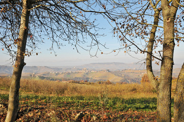 Obraz premium Le colline delle Langhe a SInio, Langhe - Piemonte