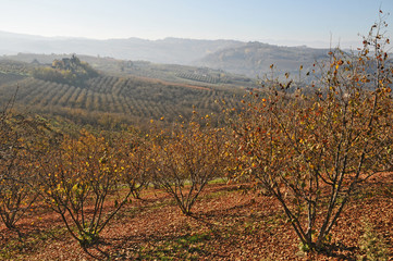 Naklejka premium Noccioleti in autunno a Sinio, Langhe - Piemonte