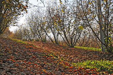 Noccioleti in autunno a Sinio,  Langhe - Piemonte