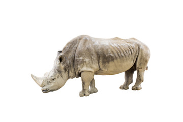 White rhino isolated