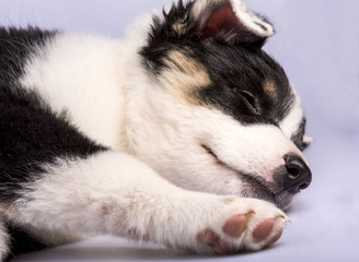 Obraz premium Cute Texas Heeler Puppy Sleeping