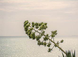 Sprout of agave on the sea background